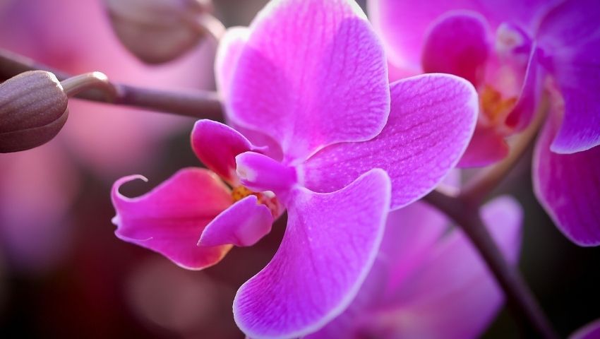 Cumpărături online orhidee shoponlina