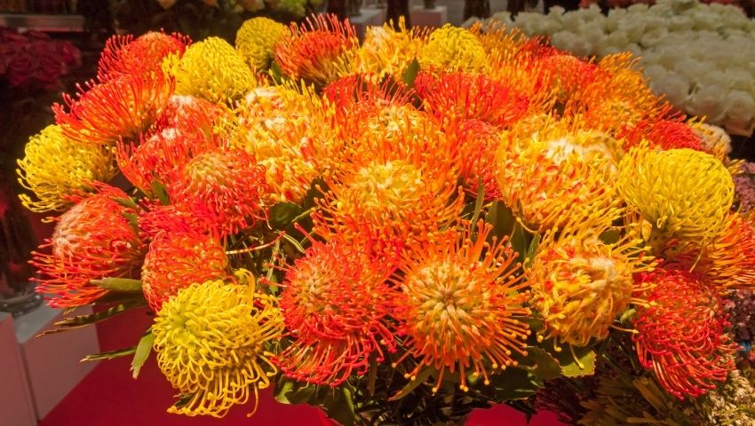 Online bloemen kopen: Bloemen naar dan - Shoponlina